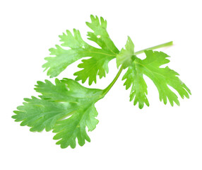 Fresh coriander leaf isolated on white background