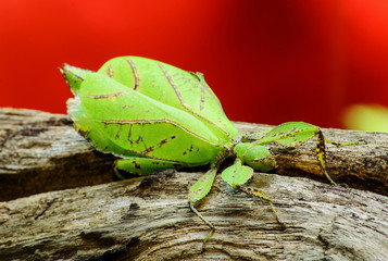 Phyllium giganteum, leaf insect walking leave