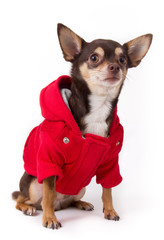 chihuahua dog with coat