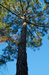 Fototapeta premium tall pine tree