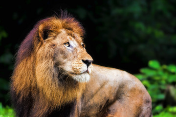 Lion portrait
