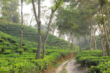 Teeplantage in Indien