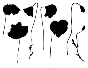 set of black poppy silhouettes isolated on white