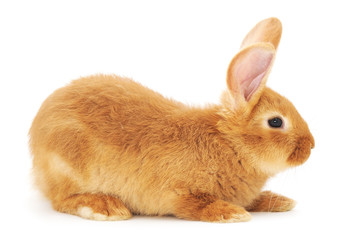 Obraz premium Rabbit