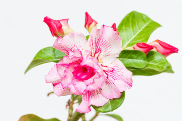 Adenium Obesum  or desert rose