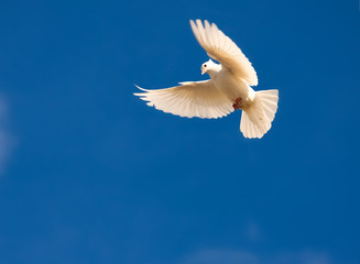 White pigeon