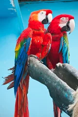 Crédence de cuisine en verre imprimé Perroquet Ara parrot