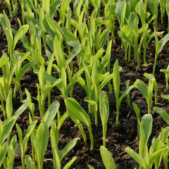 Corn plant nursery