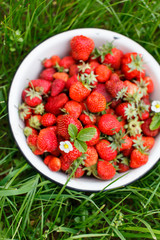 Fresh strawberries
