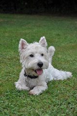 Chien West Highland white terrier , westie, jeune
