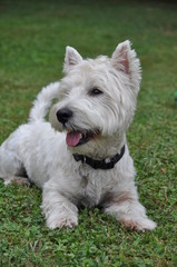 Naklejka na ściany i meble Chien West Highland white terrier , westie, jeune