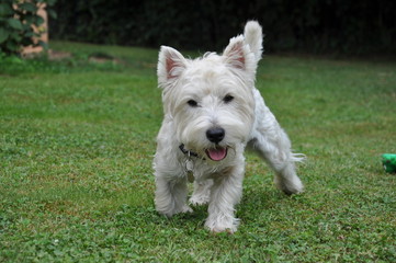Chien West Highland white terrier , westie, jeune