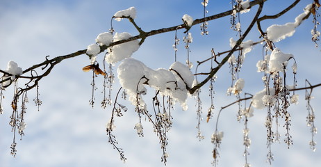 fonte des neiges....
