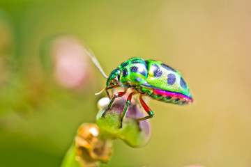 Fototapeta premium Bug