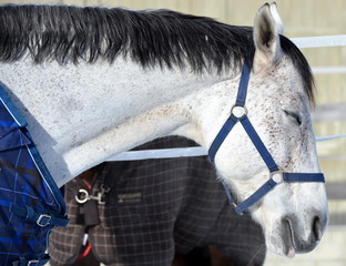 cheval