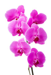 Obraz na płótnie Canvas Orchid radiant flower