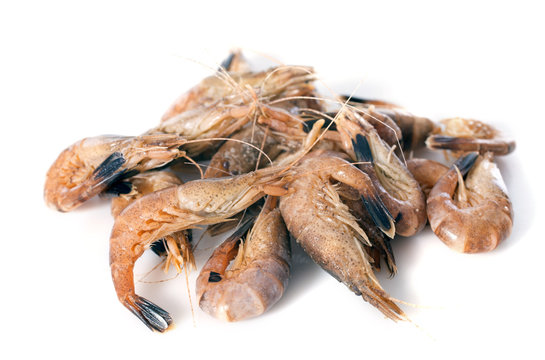 gray shrimp