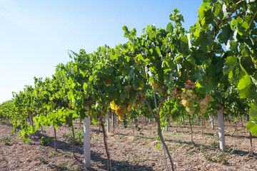 Vineyard in Crimea