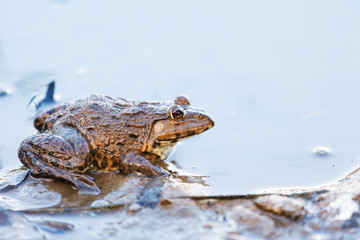 Frog in pond
