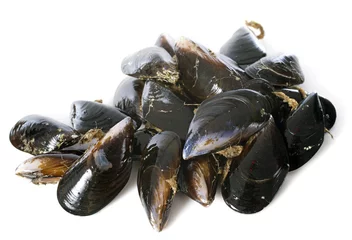 Crédence de cuisine en verre imprimé Crustacés mussels