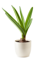 Fresh fleshy green Amaryllis leaves in flowerpot