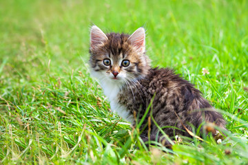 Naklejka na ściany i meble kitten plays in a green grass