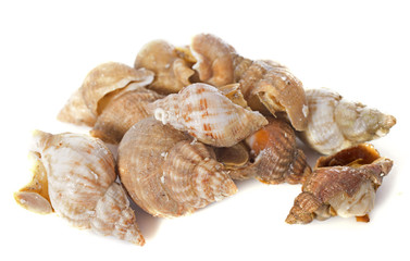 Whelk