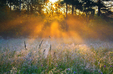 Naklejka na ściany i meble sunrise over a summer blossoming meadow