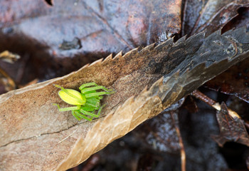 Green huntsman spider overwintering and sheltering in leaf litte
