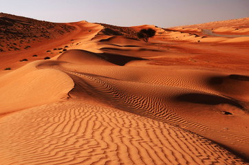 Sandy desert Wahiba in Oman, Near East - obrazy, fototapety, plakaty