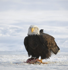 The Bald eagle  ( Haliaeetus leucocephalus )