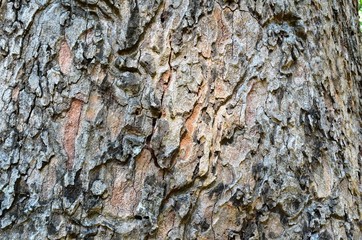 Texture of tree bark