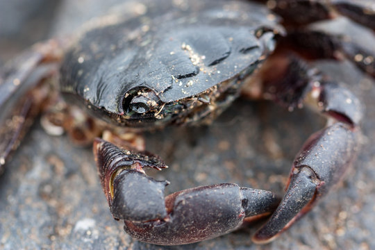 Atlantic crab close up