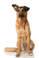Schäferhundmischling