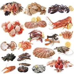 Printed kitchen splashbacks Sea Food seafood and shellfish