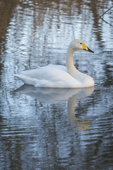 whooper Swan