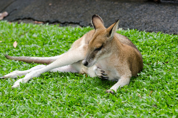 寝そべるカンガルー