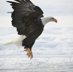 The Bald Eagle landed