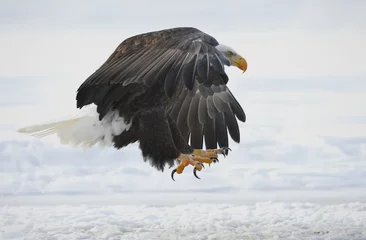 Papier Peint photo autocollant Aigle The Bald eagle landed