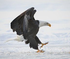 The Bald eagle landed