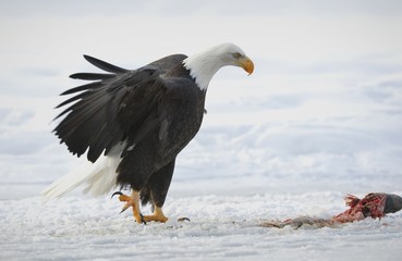 The Bald eagle landed