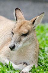 寝そべるカンガルー