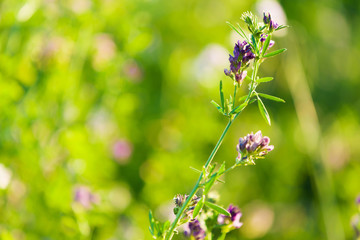 Flowers in field