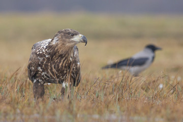 Seeadler mit Nebelkrähe