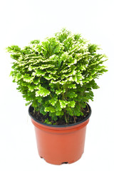 Fresh green selaginella in red pot