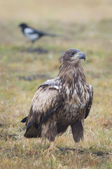Junger Seeadler mit Elster
