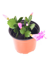 Small schlumbergera in big red pot
