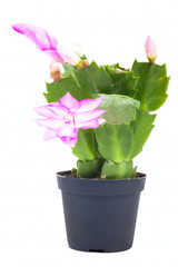 Zigocactus in small black pot