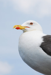 Sea gull