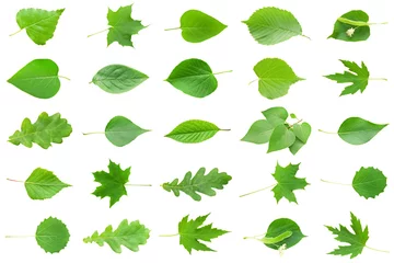 Crédence de cuisine en verre imprimé Printemps Green Leaves